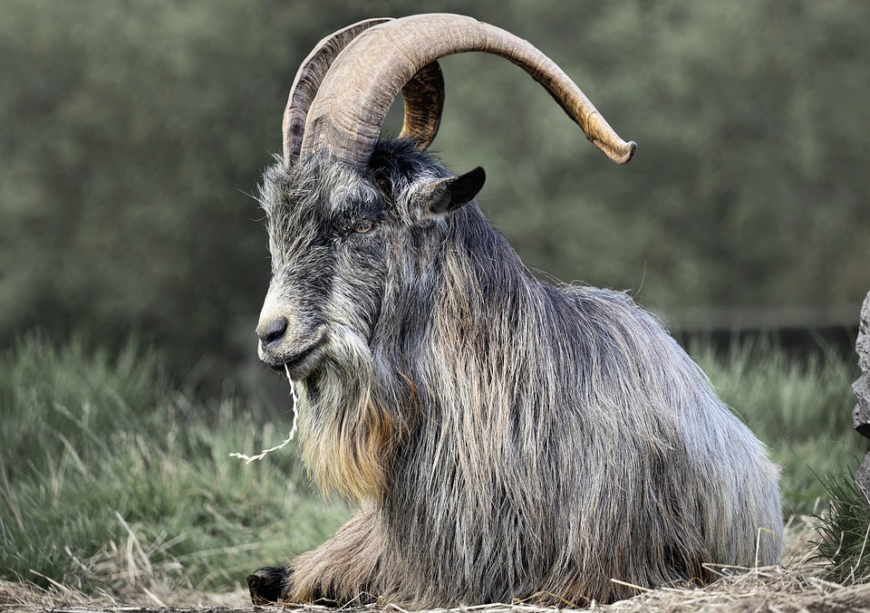 irish goat 7429437 960 720