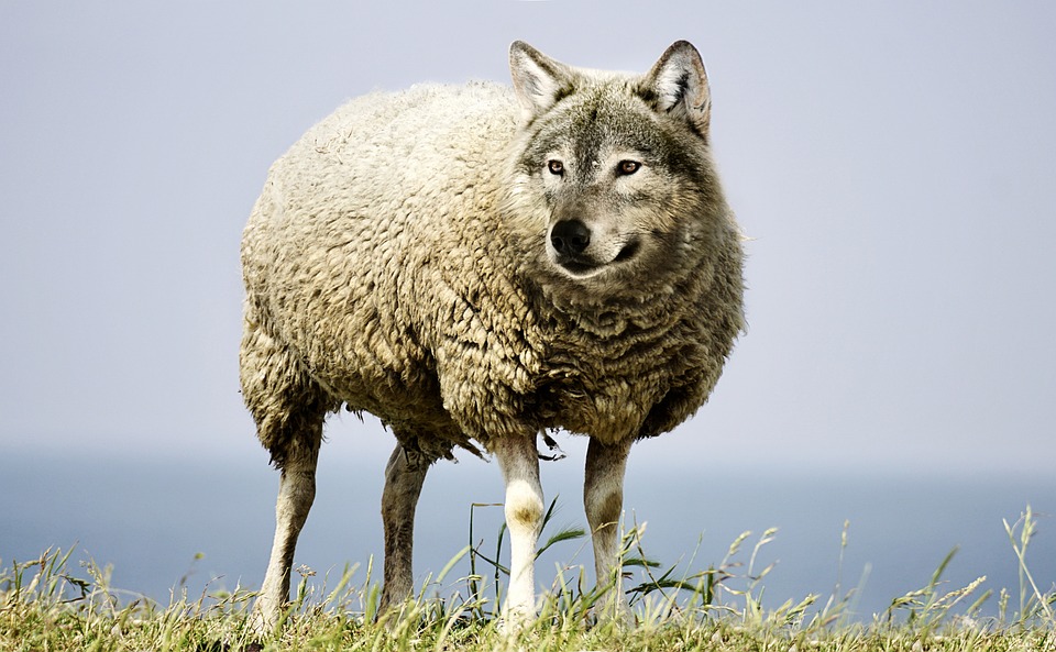 wolf in sheeps clothing 2577813 960 720