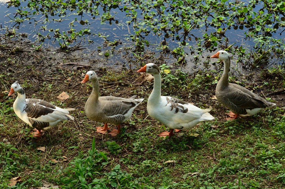 geese 769018 960 720