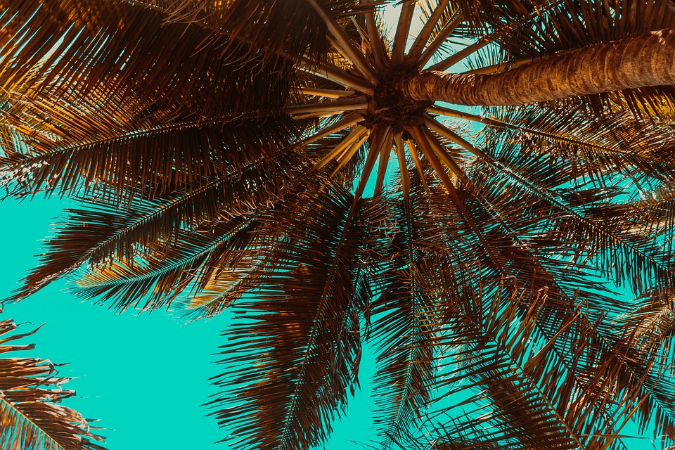 palm trees 3619180 960 720